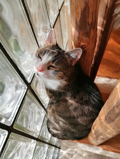 Katze genießt Sonne hinter Glasbausteinen im Stiegenhaus