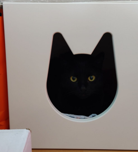 Bild einer Katze in einer Katzenbox